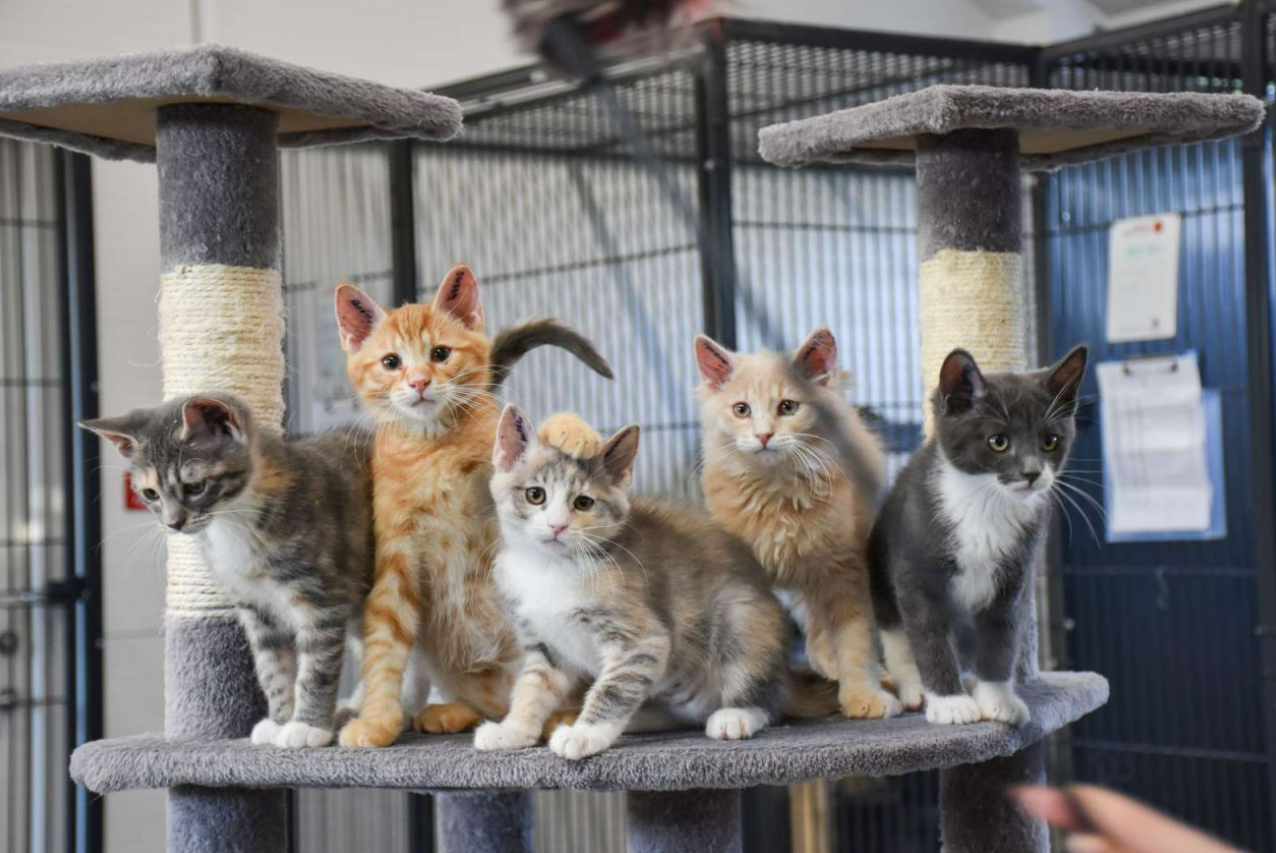 Internat og kæledyr