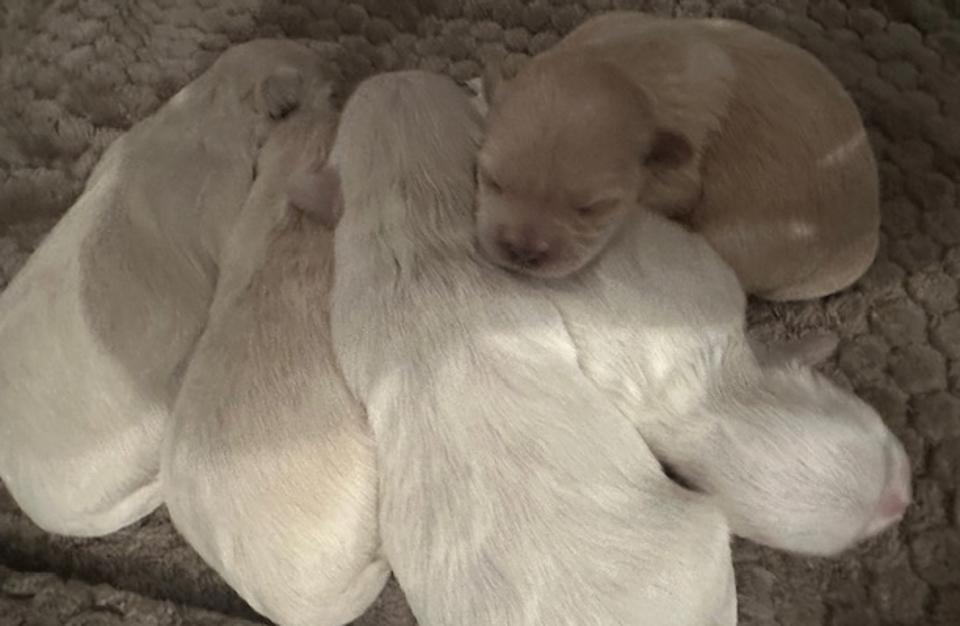 Billede af 🐶 Skønne Boomer-hvalpe til salg 🐶